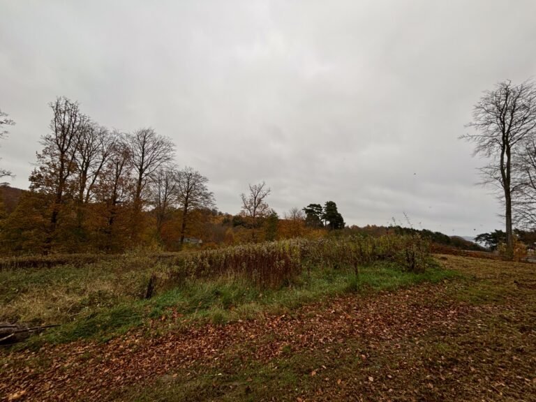 Før: tilgroet areal i Vejle